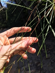 Acacia longissima