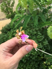 Psychilis macconnelliae