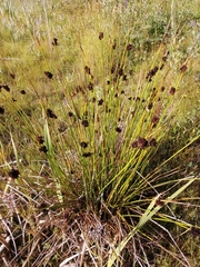 Schoenus nigricans