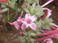 Ipomopsis aggregata collina