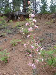 Ipomopsis aggregata collina