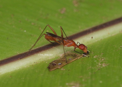 Grammicomyia