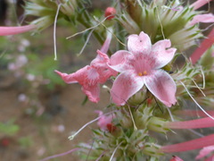 Ipomopsis aggregata collina