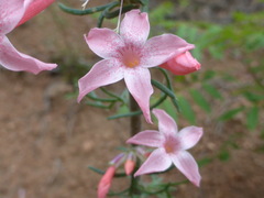 Ipomopsis aggregata collina