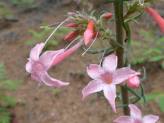 Ipomopsis aggregata collina