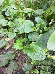 Plantago major
