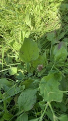 Plantago major
