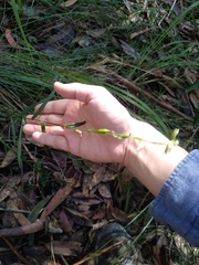 Pterostylis longifolia