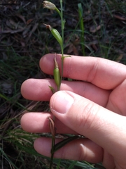 Pterostylis longifolia