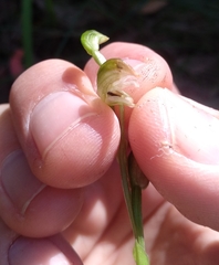 Pterostylis longifolia