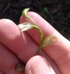 Pterostylis longifolia