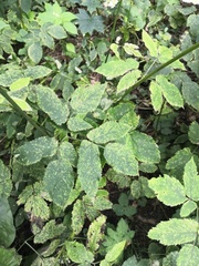 Aegopodium podagraria