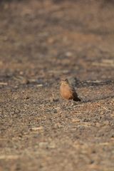 Ammomanes phoenicura