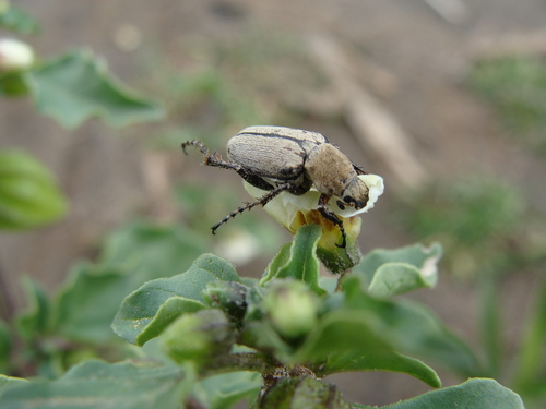 Macrodactylus nigripes