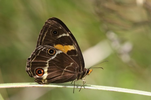 Photo of Swordgrass Brown (Tisiphone abeona)