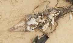 Aptychotrema rostrata