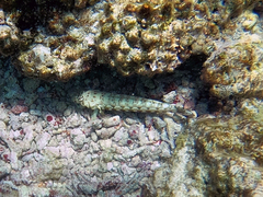 Parapercis millepunctata