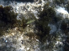 Canthigaster bennetti