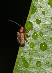 Xanthophorus