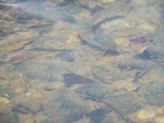 Richardsonius balteatus