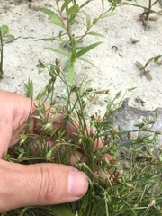 Juncus ranarius