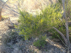 Acacia rhetinocarpa