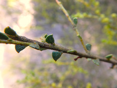 Acacia rhetinocarpa