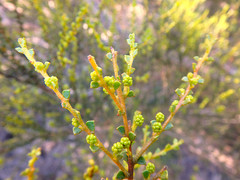Acacia rhetinocarpa