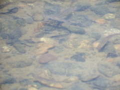 Richardsonius balteatus