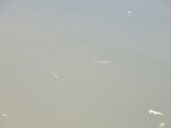 Richardsonius balteatus