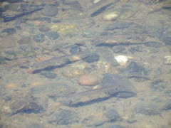 Richardsonius balteatus