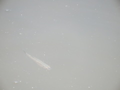 Richardsonius balteatus