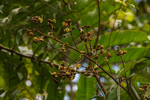 Anthonotha macrophylla, 2010-05-03