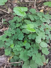 Oxalis acetosella