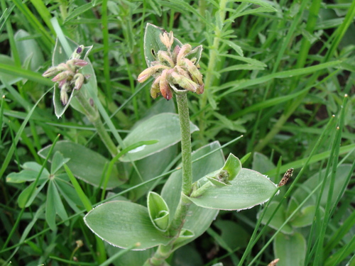 Image of Tradescantia crassifolia by (c) Alexis López Hernández, some rights reserved (CC BY)
