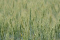 Triticum aestivum