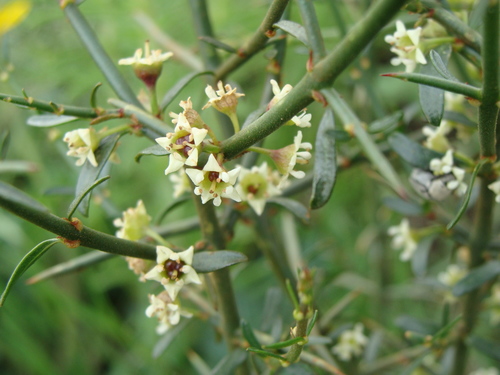Image of Adolphia infesta by (c) Alexis López Hernández, some rights reserved (CC BY)