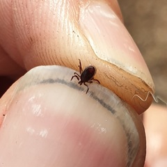Ixodes