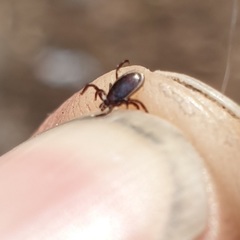Ixodes