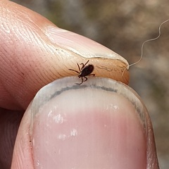 Ixodes