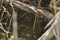 Nerodia clarkii clarkii
