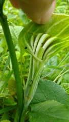 Arisaema triphyllum