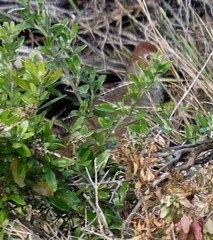 Dasyornis broadbenti