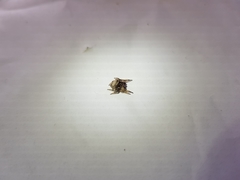 Caerostris sexcuspidata