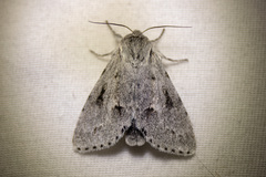 Acronicta vulpina