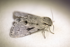 Acronicta vulpina