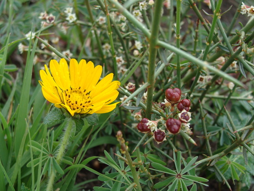 Image of Adolphia infesta by (c) Alexis López Hernández, some rights reserved (CC BY)