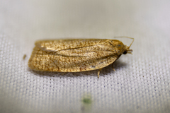 Aphelia alleniana
