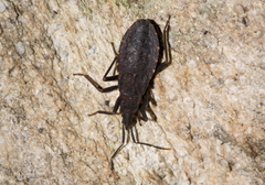 Hyocephalus aprugnus