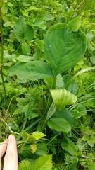 Arisaema triphyllum